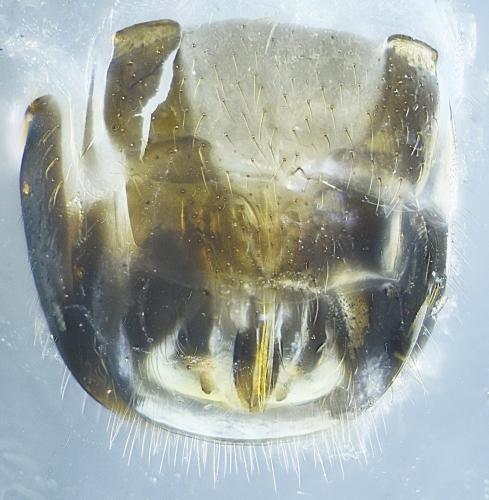 Réf. 311 511 : Apaeleticus sp.